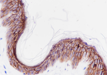 LYPD3 Recombinant Rabbit Monoclonal Antibody