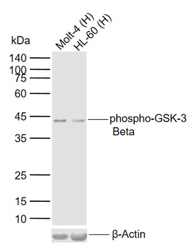 Phospho-GSK-3 Beta (Ser9) Mouse Monoclonal Antibody
