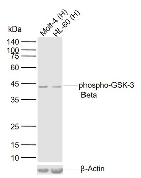 phospho-GSK-3 Beta (Ser9) antibody
