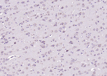 WNT10B Recombinant Mouse Monoclonal Antibody