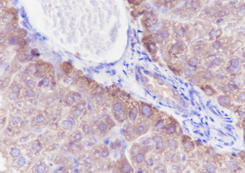 TNS4 Recombinant Rabbit Monoclonal Antibody