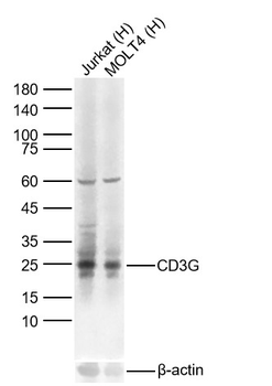 CD3G Recombinant Rabbit Monoclonal Antibody