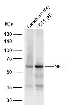 NF-L antibody