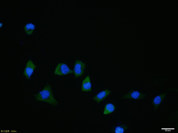 BMP6 Recombinant Rabbit Monoclonal Antibody