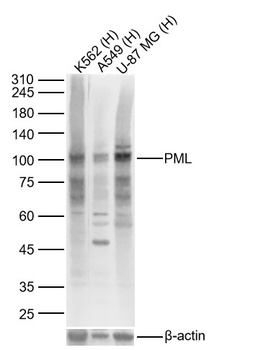 PML antibody