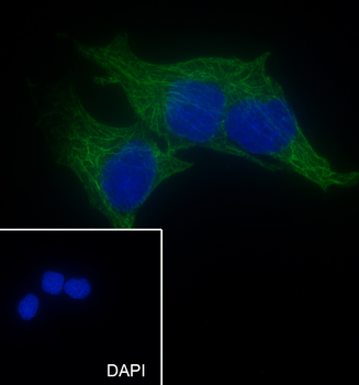 CYP11A1 Recombinant Mouse Monoclonal Antibody