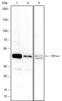 CNPase Recombinant Mouse Monoclonal Antibody