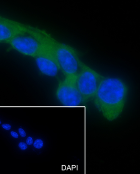 CNPase Recombinant Mouse Monoclonal Antibody