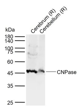 CNPase antibody