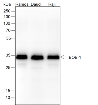 BOB-1 Recombinant Rabbit Monoclonal Antibody