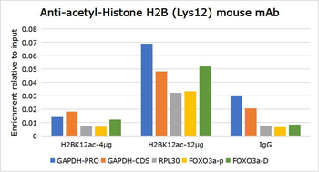 Histone H2B (Acetyl K12) Mouse Monoclonal Antibody