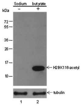 Histone H2B (Acetyl K116) Rabbit Polyclonal Antibody