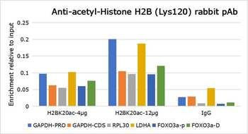 Histone H2B (Acetyl K120) Rabbit Polyclonal Antibody