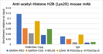 Histone H2B (Acetyl K20) Mouse Monoclonal Antibody