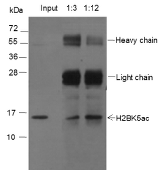 Histone H2B (Acetyl K5) Mouse Monoclonal Antibody