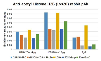 Histone H2B (Acetyl K20) Rabbit Polyclonal Antibody