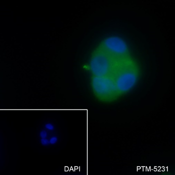MAP4K4 Recombinant Rabbit Monoclonal Antibody