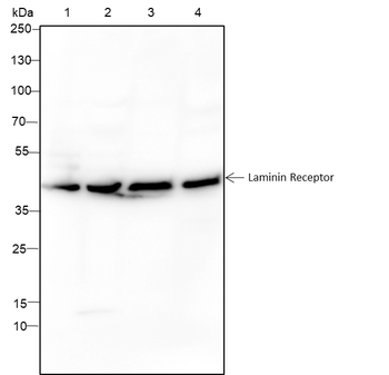 RPSA Recombinant Rabbit Monoclonal Antibody