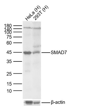 SMAD7 antibody