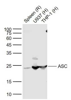 ASC/TMS1 Rabbit Polyclonal Antibody