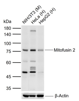 Mitofusin 2 antibody