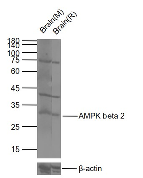 AMPK beta 2 Mouse Monoclonal Antibody