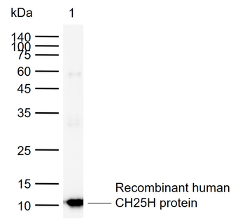 CH25H Rabbit Polyclonal Antibody