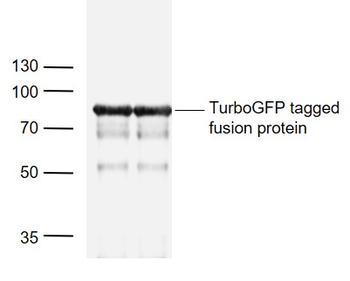 TurboGFP Mouse Monoclonal Antibody