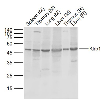Klrb1 Rabbit Polyclonal Antibody
