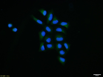 Thioredoxin Rabbit Polyclonal Antibody