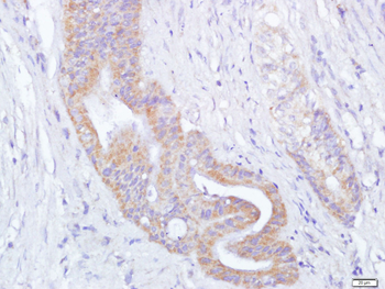 Thioredoxin Rabbit Polyclonal Antibody
