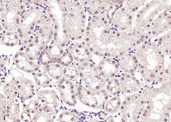 Thioredoxin Rabbit Polyclonal Antibody