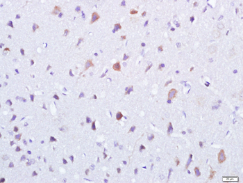 Thioredoxin Rabbit Polyclonal Antibody