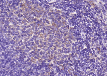 Thioredoxin Rabbit Polyclonal Antibody
