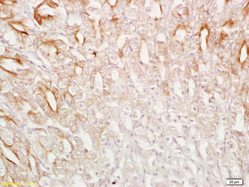 SPAG4L/SRG4 Rabbit Polyclonal Antibody