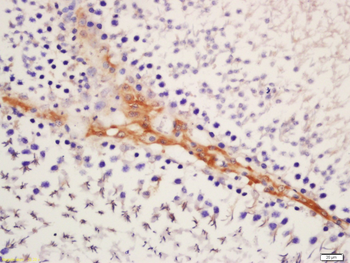 SPAG4L/SRG4 Rabbit Polyclonal Antibody