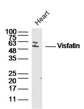 Visfatin Rabbit Polyclonal Antibody