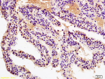 Wnt1 Rabbit Polyclonal Antibody