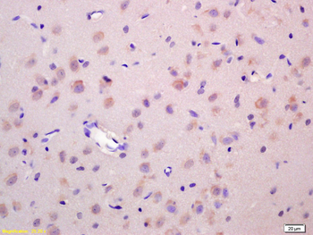Wnt1 Rabbit Polyclonal Antibody