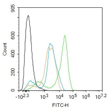 WDR26 Rabbit Polyclonal Antibody