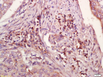 WDR26 Rabbit Polyclonal Antibody
