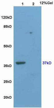 Wnt3a Rabbit Polyclonal Antibody