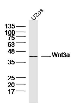 Wnt3a Rabbit Polyclonal Antibody