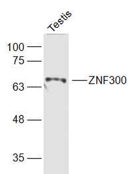 ZNF300 Rabbit Polyclonal Antibody