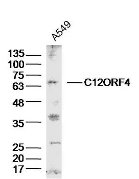 C12ORF4 Rabbit Polyclonal Antibody