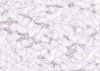 UMOD Rabbit Polyclonal Antibody