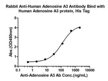 Adenosine A3 Receptor Rabbit Polyclonal Antibody