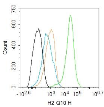 H2-Q10 Rabbit Polyclonal Antibody