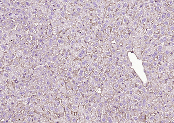 H2-Q10 Rabbit Polyclonal Antibody