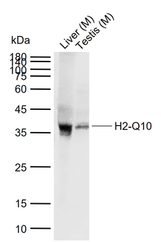 H2-Q10 Rabbit Polyclonal Antibody